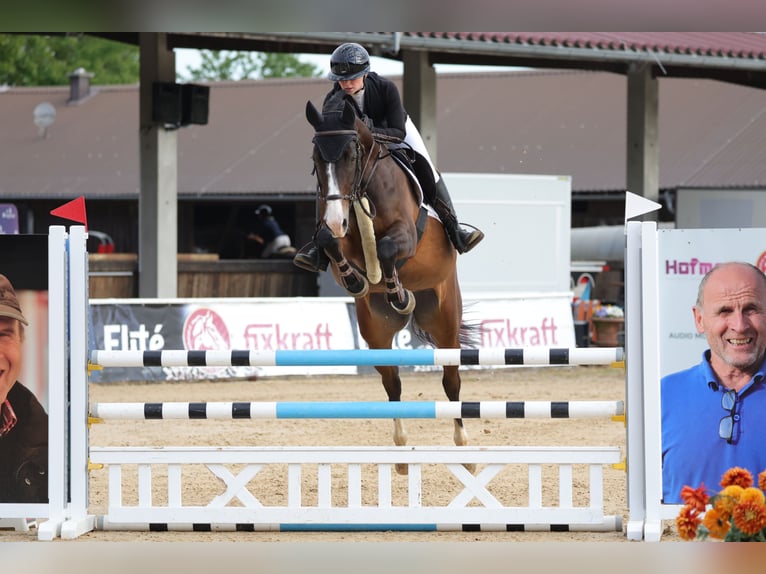 Deutsches Sportpferd Stute 9 Jahre 170 cm Dunkelbrauner in Fulpmes