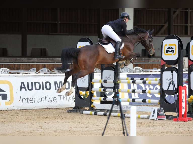 Deutsches Sportpferd Stute 9 Jahre 170 cm Dunkelbrauner in Fulpmes