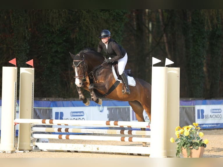 Deutsches Sportpferd Stute 9 Jahre 170 cm Dunkelbrauner in Fulpmes