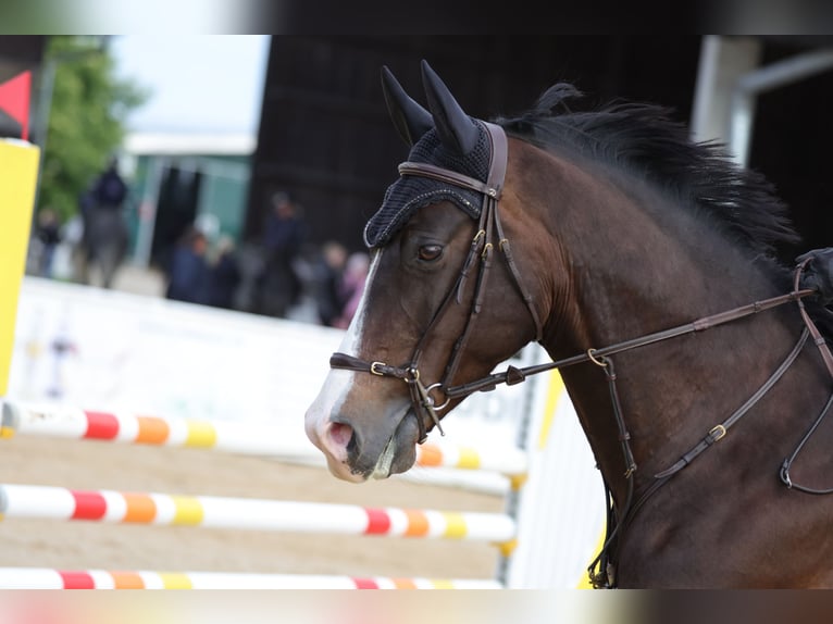Deutsches Sportpferd Stute 9 Jahre 170 cm Dunkelbrauner in Fulpmes