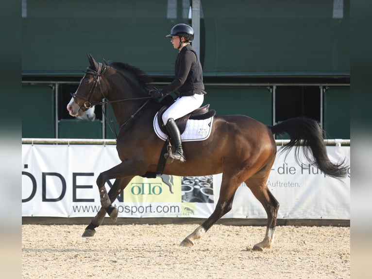 Deutsches Sportpferd Stute 9 Jahre 170 cm Dunkelbrauner in Fulpmes
