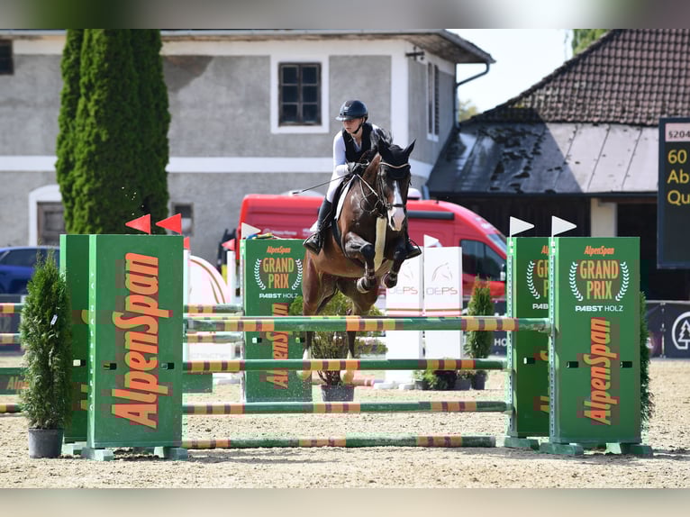 Deutsches Sportpferd Stute 9 Jahre 170 cm Dunkelbrauner in Fulpmes