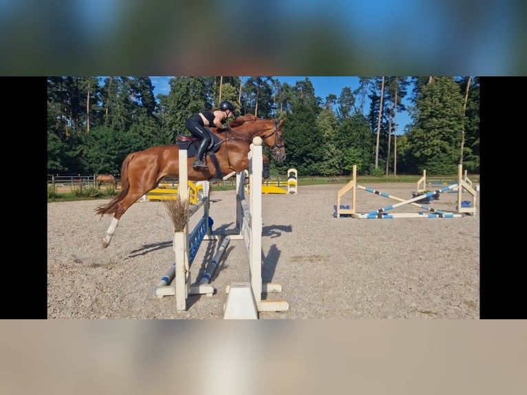 Deutsches Sportpferd Stute 9 Jahre 170 cm Fuchs in Beeskow