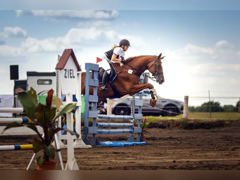 Deutsches Sportpferd Stute 9 Jahre 170 cm Fuchs in Beeskow