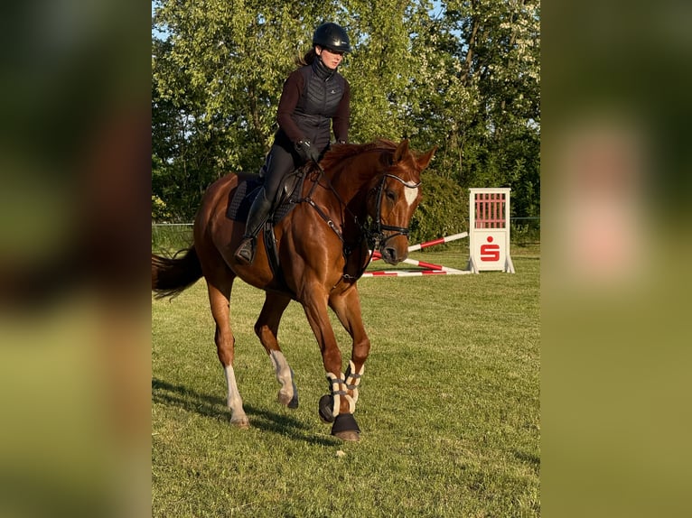Deutsches Sportpferd Stute 9 Jahre 170 cm Fuchs in Beeskow