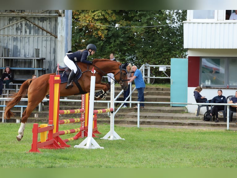 Deutsches Sportpferd Stute 9 Jahre 170 cm Fuchs in Beeskow