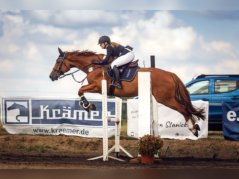 Deutsches Sportpferd Stute 9 Jahre 170 cm Fuchs in Beeskow