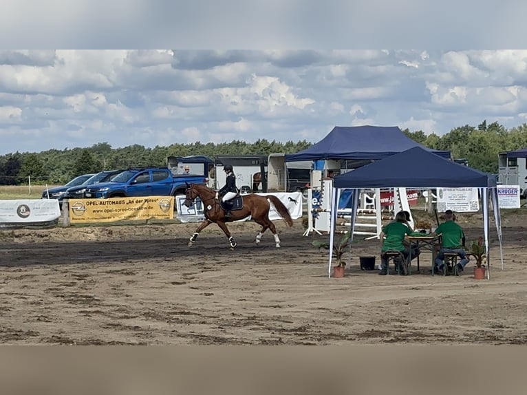 Deutsches Sportpferd Stute 9 Jahre 170 cm Fuchs in Beeskow
