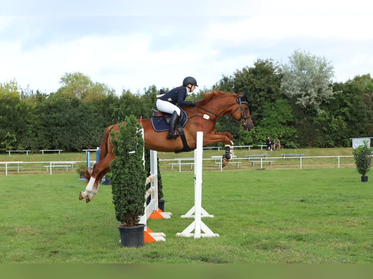 Deutsches Sportpferd Stute 9 Jahre 170 cm Fuchs in Beeskow