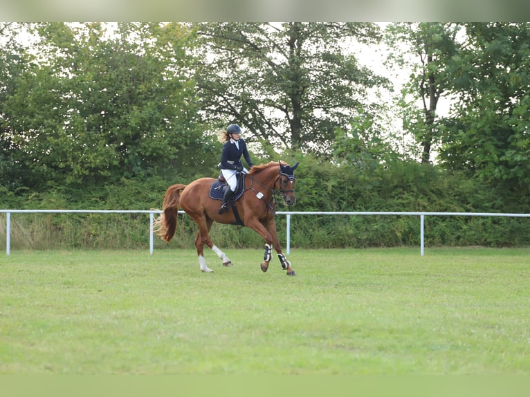 Deutsches Sportpferd Stute 9 Jahre 170 cm Fuchs in Beeskow