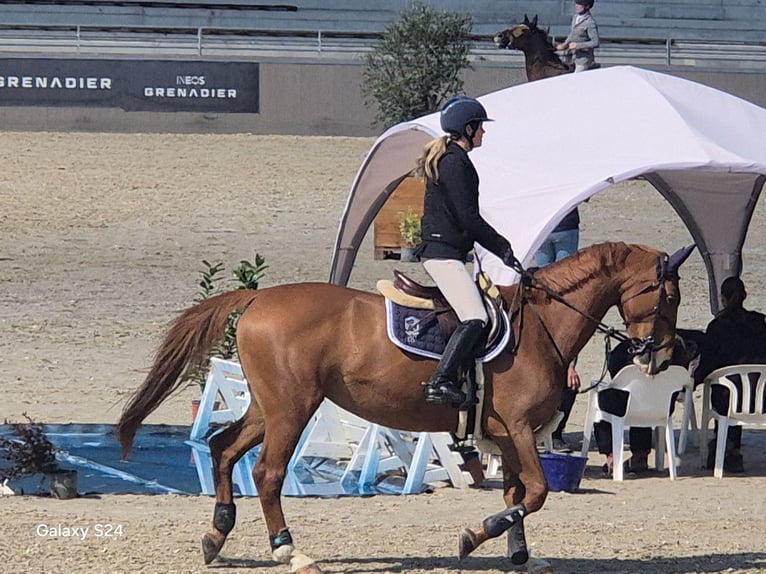 Deutsches Sportpferd Stute 9 Jahre 170 cm Fuchs in Stegersbach