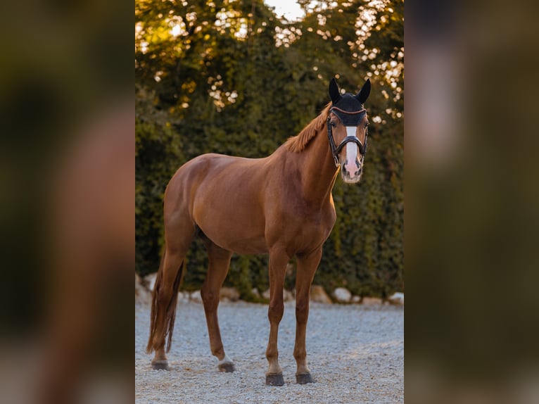 Deutsches Sportpferd Stute 9 Jahre 170 cm Fuchs in M&#xFC;nchsm&#xFC;nster