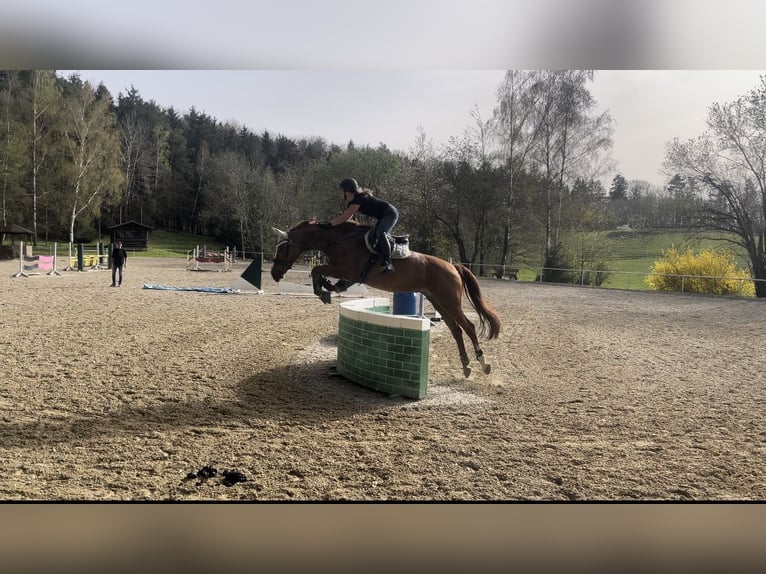 Deutsches Sportpferd Stute 9 Jahre 170 cm Fuchs in M&#xFC;nchsm&#xFC;nster