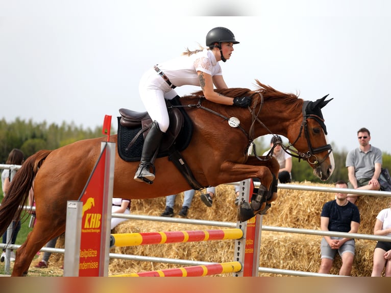 Deutsches Sportpferd Stute 9 Jahre 170 cm Fuchs in M&#xFC;nchsm&#xFC;nster