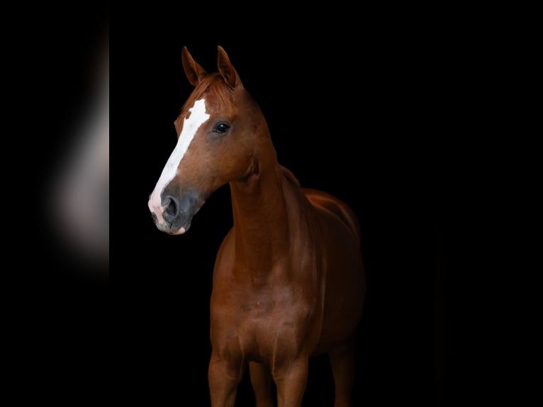 Deutsches Sportpferd Stute 9 Jahre 170 cm Fuchs in M&#xFC;nchsm&#xFC;nster
