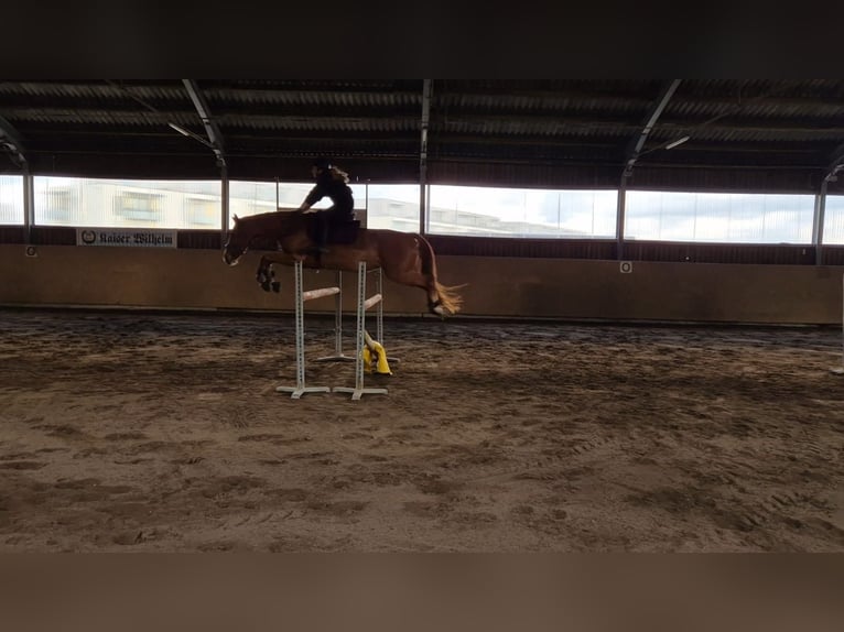 Deutsches Sportpferd Stute 9 Jahre 170 cm Fuchs in M&#xFC;nchsm&#xFC;nster