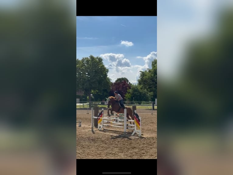 Deutsches Sportpferd Stute 9 Jahre 170 cm Fuchs in M&#xFC;nchsm&#xFC;nster