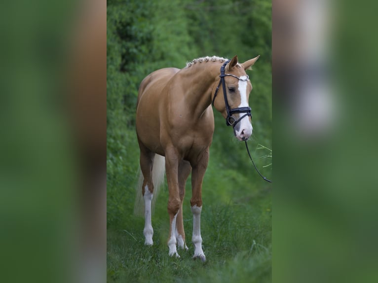 Deutsches Sportpferd Stute 9 Jahre 170 cm Palomino in Bruchsal