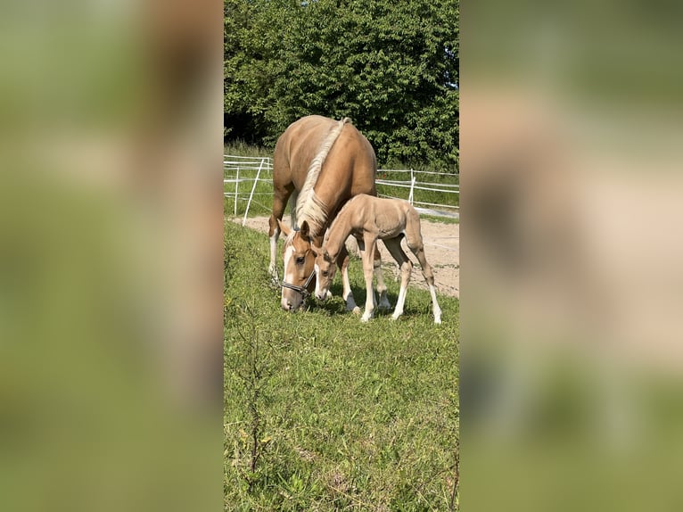 Deutsches Sportpferd Stute 9 Jahre 170 cm Palomino in Bruchsal
