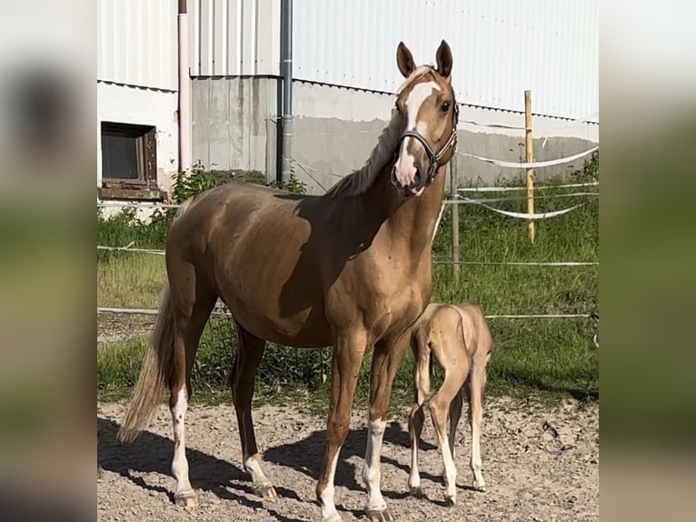 Deutsches Sportpferd Stute 9 Jahre 170 cm Palomino in Bruchsal
