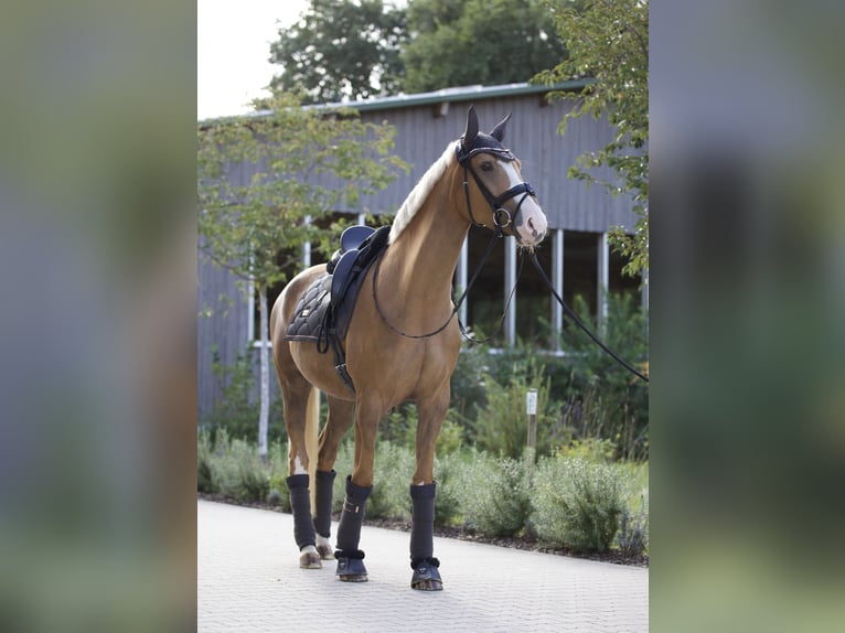 Deutsches Sportpferd Stute 9 Jahre 170 cm Palomino in Bruchsal