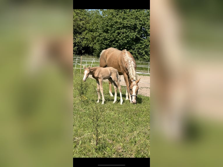Deutsches Sportpferd Stute 9 Jahre 170 cm Palomino in Bruchsal
