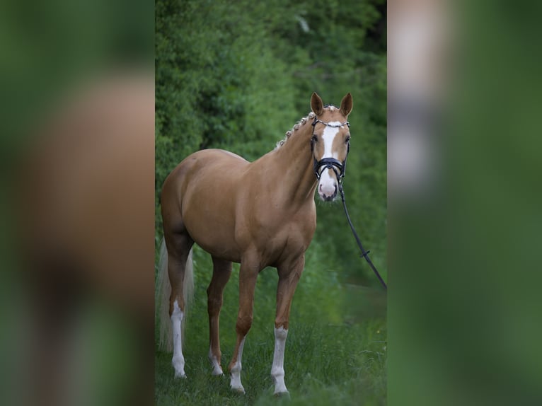 Deutsches Sportpferd Stute 9 Jahre 170 cm Palomino in Bruchsal