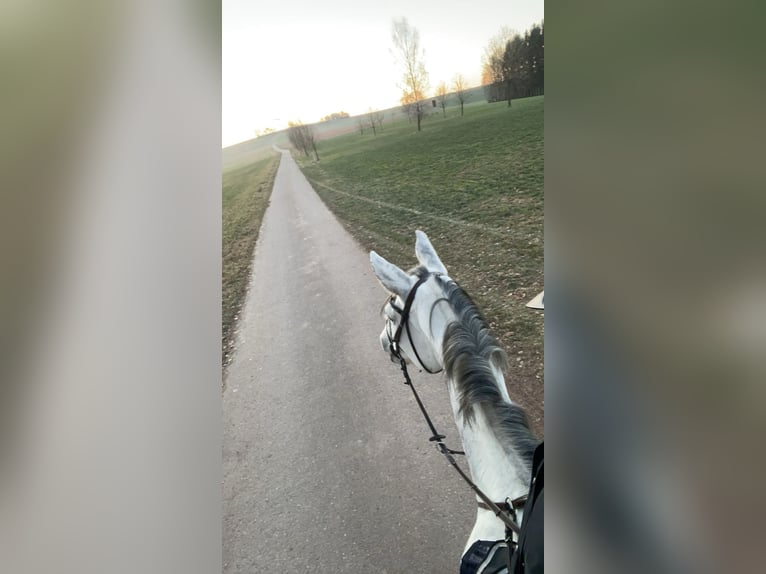 Deutsches Sportpferd Stute 9 Jahre 170 cm Schimmel in Zweibrücken Deutsches Sportpferd Stute 9 Jahre 170 cm Schimmel in Zweibrücken