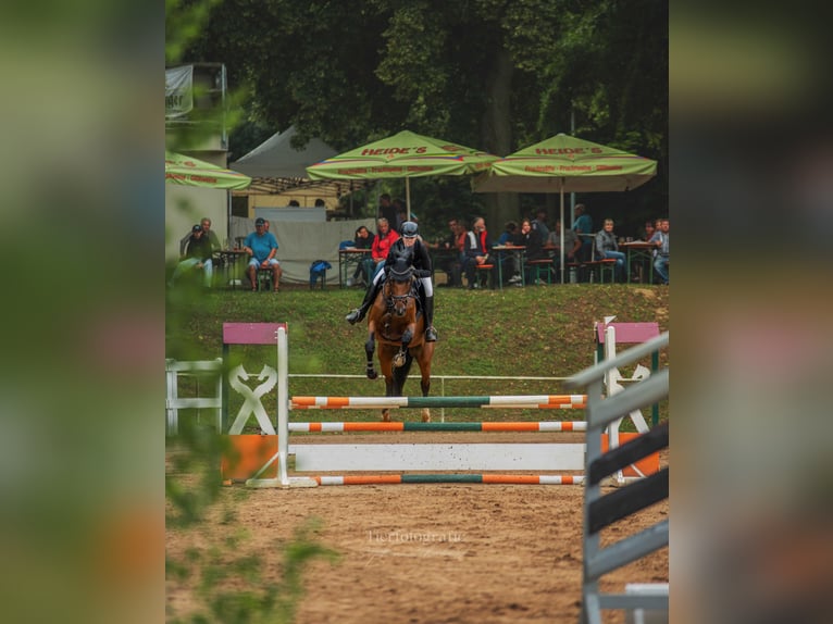 Deutsches Sportpferd Stute 9 Jahre 170 cm in Bahretal