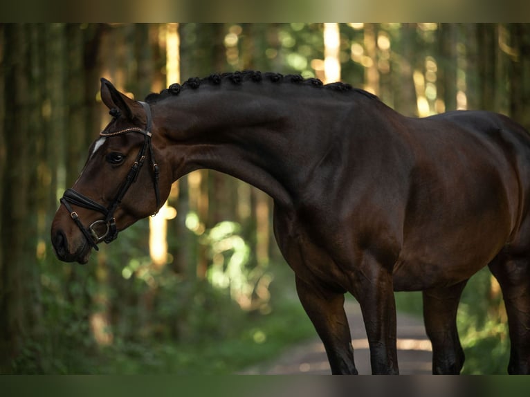 Deutsches Sportpferd Stute 9 Jahre 172 cm Brauner in Edling