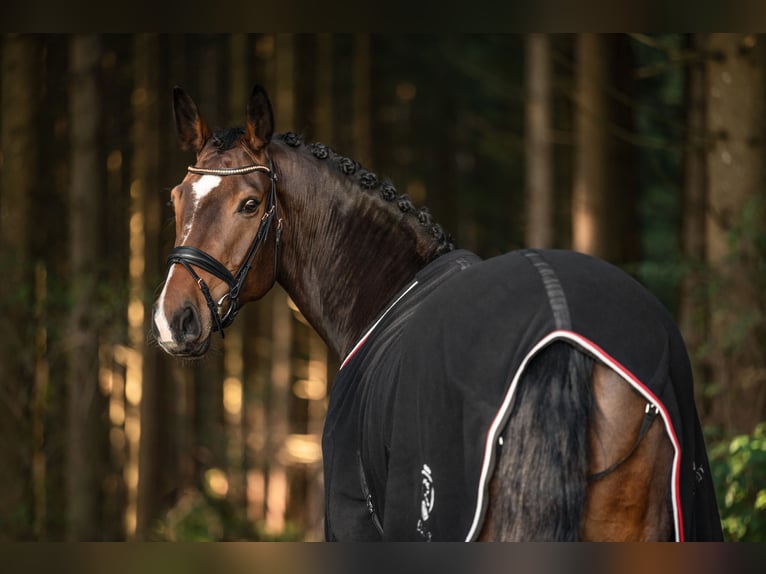 Deutsches Sportpferd Stute 9 Jahre 172 cm Brauner in Edling