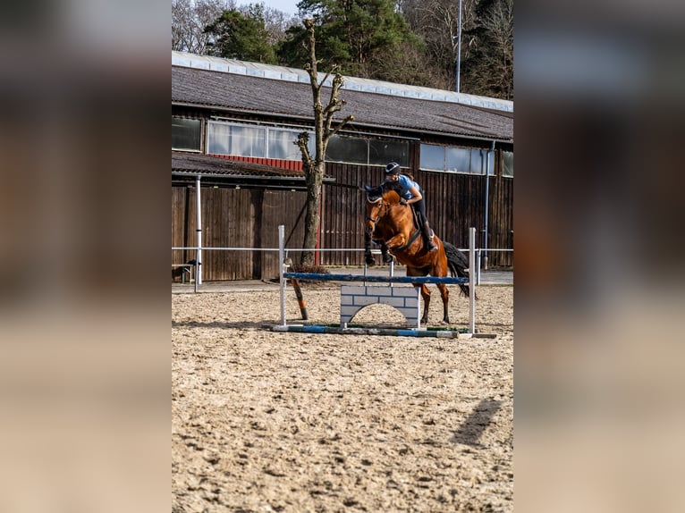 Deutsches Sportpferd Stute 9 Jahre 172 cm Brauner in Rosengarten