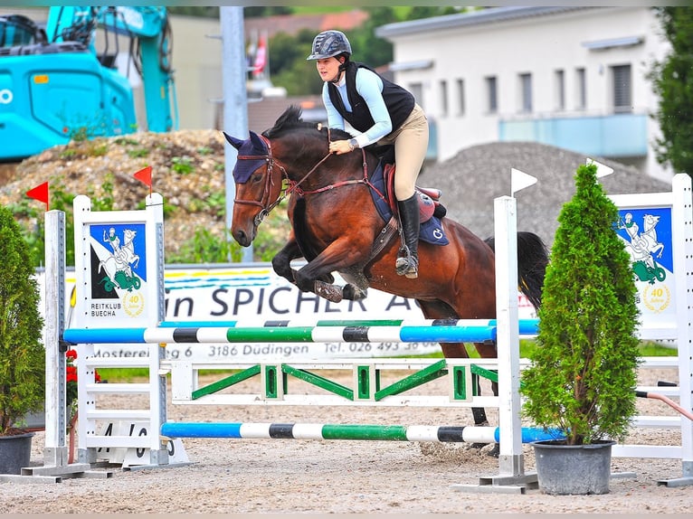 Deutsches Sportpferd Stute 9 Jahre 172 cm Brauner in Wikon