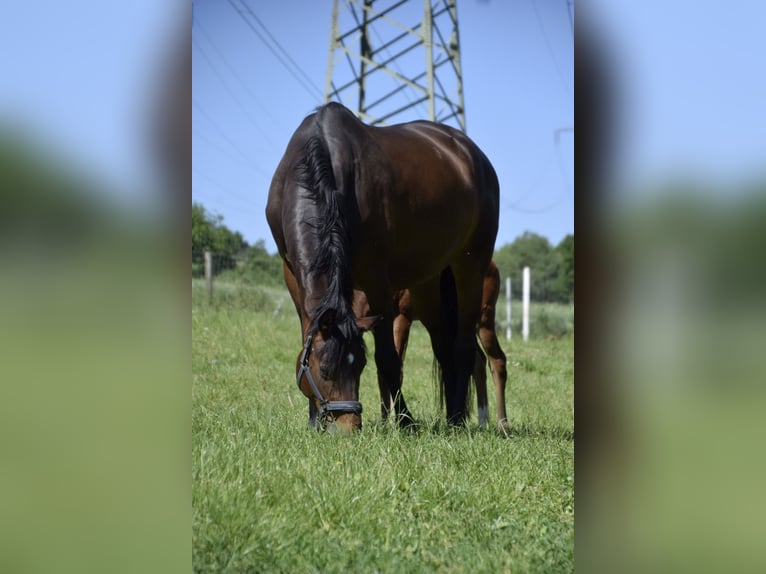 Deutsches Sportpferd Stute 9 Jahre 172 cm Brauner in Billigheim
