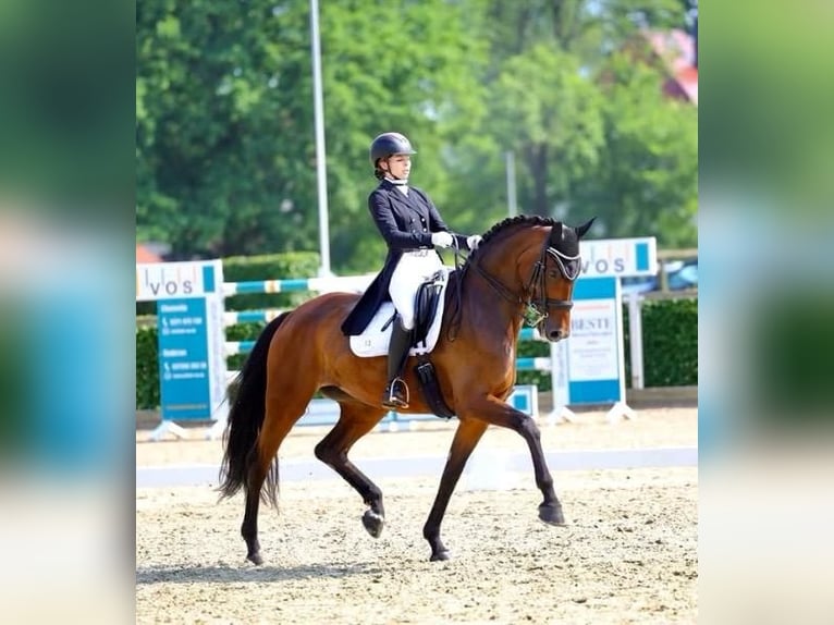 Deutsches Sportpferd Stute 9 Jahre 173 cm Brauner in Moritzburg