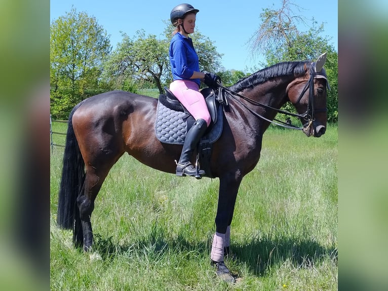Deutsches Sportpferd Stute 9 Jahre 174 cm Dunkelbrauner in Wei&#xDF;enburg in Bayern