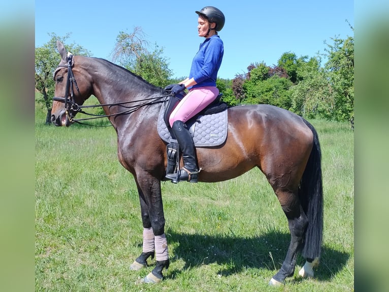 Deutsches Sportpferd Stute 9 Jahre 174 cm Dunkelbrauner in Wei&#xDF;enburg in Bayern