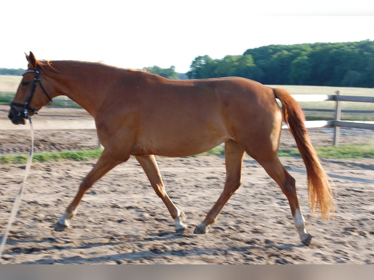 Deutsches Sportpferd Stute 9 Jahre 174 cm Fuchs in Schulzendorf