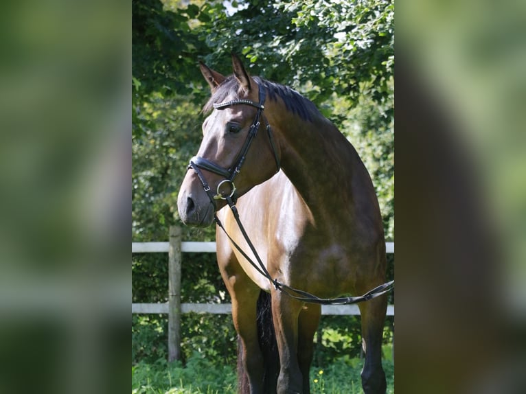 Deutsches Sportpferd Stute 9 Jahre 175 cm Dunkelbrauner in roeser