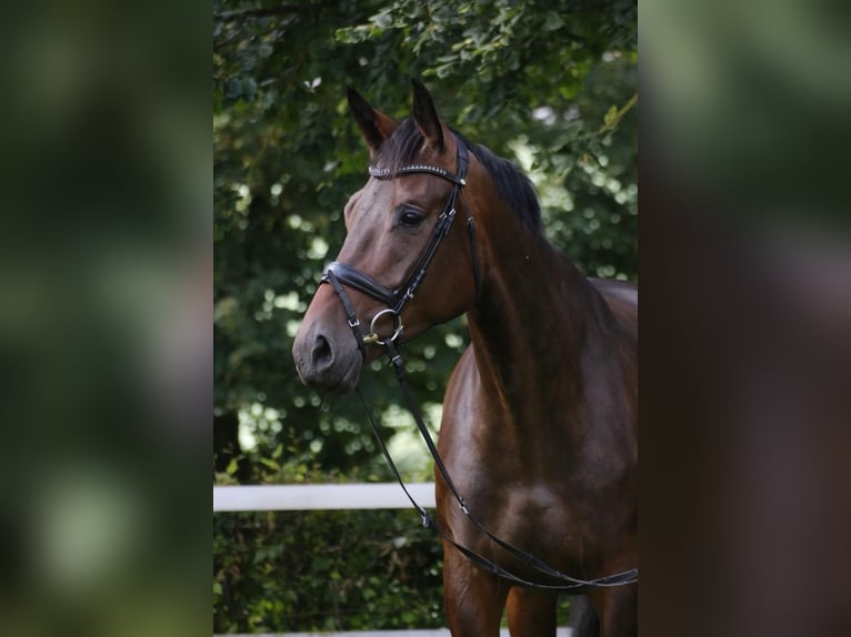 Deutsches Sportpferd Stute 9 Jahre 175 cm Dunkelbrauner in roeser