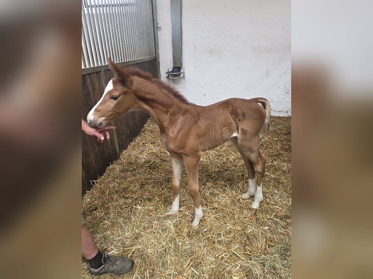 Deutsches Sportpferd Stute 9 Jahre 175 cm Dunkelfuchs in Bad Griesbach im Rottal