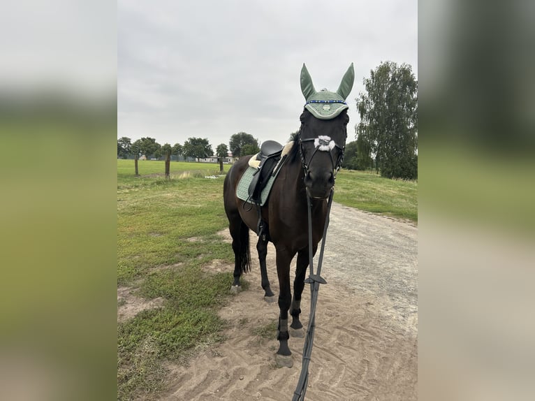 Deutsches Sportpferd Stute 9 Jahre 175 cm Rappe in SöllichauMuldestausee