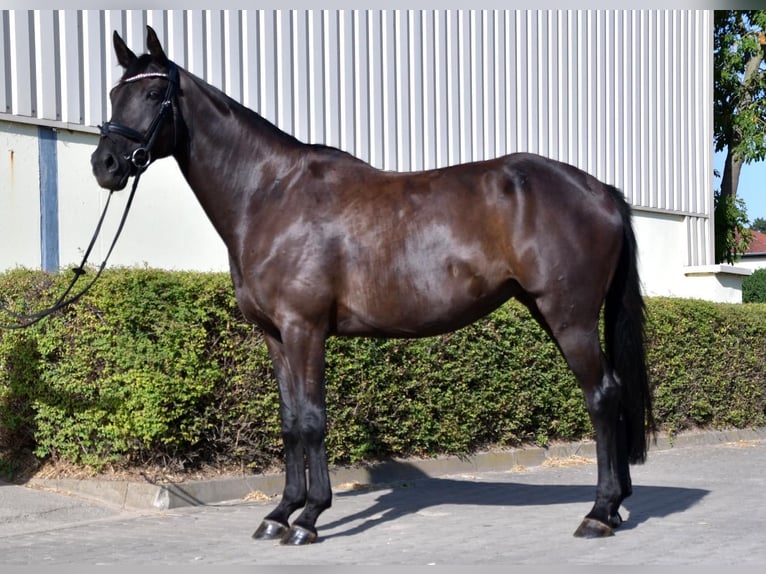 Deutsches Sportpferd Stute 9 Jahre 175 cm Rappe in SöllichauMuldestausee