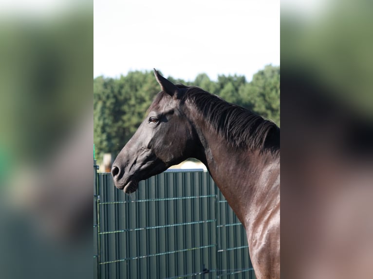 Deutsches Sportpferd Stute 9 Jahre 175 cm Rappe in SöllichauMuldestausee