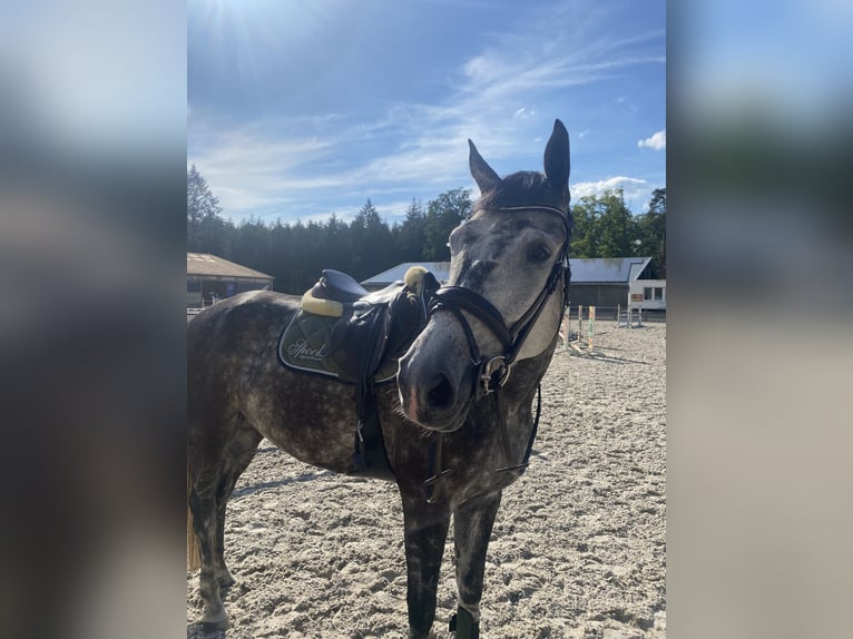 Deutsches Sportpferd Stute 9 Jahre 176 cm Apfelschimmel in Karstädt