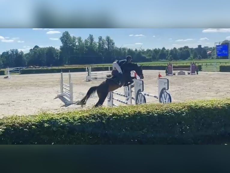 Deutsches Sportpferd Stute 9 Jahre 176 cm Brauner in Frankfurt (Oder)
