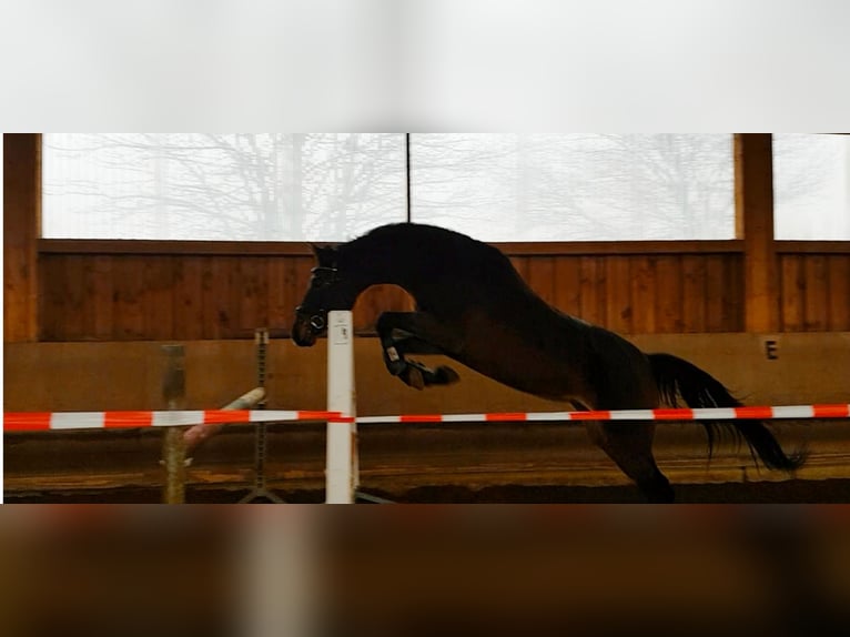 Deutsches Sportpferd Stute 9 Jahre 176 cm Brauner in Frankfurt (Oder)