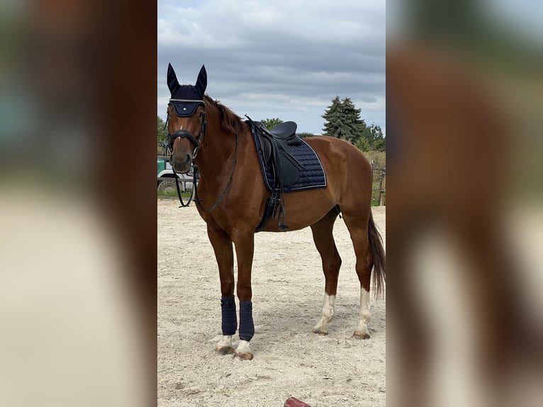 Deutsches Sportpferd Stute 9 Jahre 180 cm Fuchs in Markranstädt