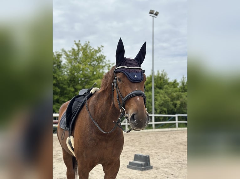 Deutsches Sportpferd Stute 9 Jahre 180 cm Fuchs in Markranstädt