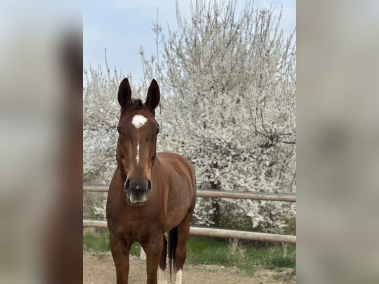 Deutsches Sportpferd Stute 9 Jahre 180 cm Fuchs in Markranstädt